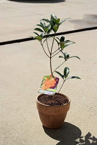 Amazon キンモクセイ鉢植え 植木 Amazon キンモクセイ鉢植え 植木