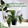 BubbleBlooms Staghorn Fern, in a 4 inch Pot, Platycerium bifurcatum Elkhorn #2