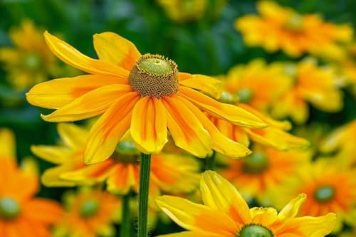 Sonnenhut'Green Eyes' (Rudbeckia) - gelb, frosthart