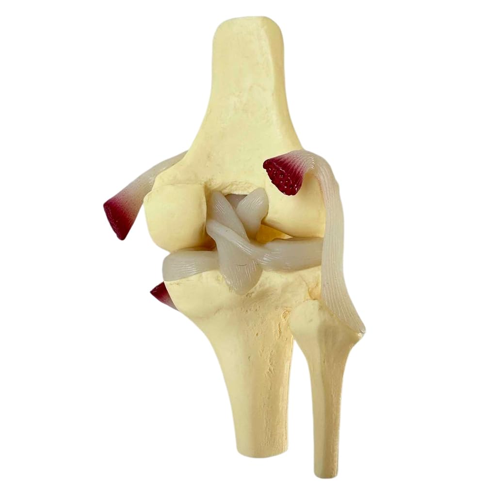 Modelo de articulación de Rodilla Humana Modelo de lesión de menisco Modelo de reparación de ligamento de Rodilla