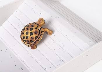 Amazon | 爬虫類 水入れ リクガメ 水入れ リクガメ セット 亀