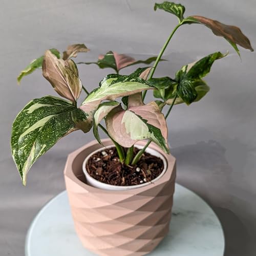 Image of Little Jungle X inchCuteCrete Luxe inch Medium Planter Houses 4 inch-5 inch Inch Nursery Pots (Pink) | | flower pots for home decoration | Balcony Decor | Garden
