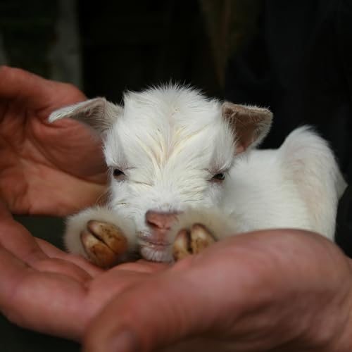 Tiny Dairy Goats: Make Cheese from Blackberries