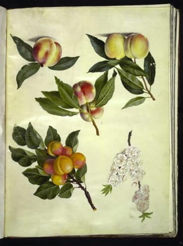 Peinture sur toile prunus persica hans simon holtzbecker art