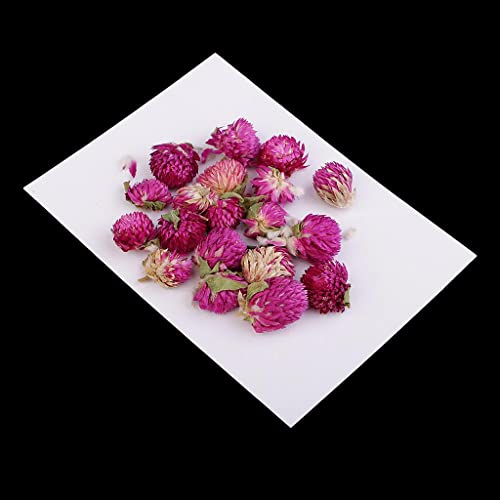 20 piezas flores secas prensadas Gomphrena Globosa miniatura 2