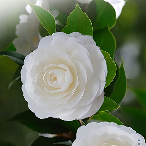 White Camellia Flowers Seedlings Camellia Live Plant Bare Root Seedling Sapling For Spring Planting Perennial Plant Root,Home Garden Yard Decor （One Plant, No Pot, Length：10In.） #TOP6