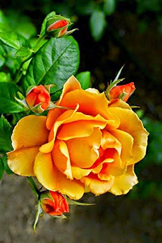 Royal Paradise Garden Exotic"Amber Orange" Rose Flower Plant Home Garden Plant 1 Grafted Rose Live Plant