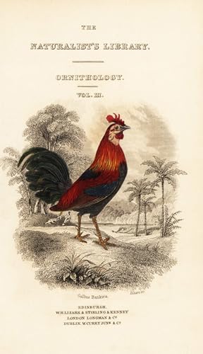 Affiche Artistique Red Junglefowl pour créer une ambiance cabinet de curiosités