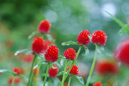 Creative Farmer Globe Amaranth Flower Seeds (B01MS0V8SU) Amazon Price History, Amazon Price Tracker