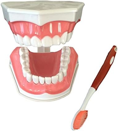 Dental Teeth Model and Toothbrush with Removable Lower Teeth High Quality Teaching Model