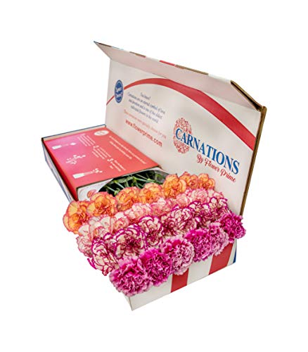 Flowerprime 50 Bicolor Carnations - Fresh Natural Cut Flowers #TOP3