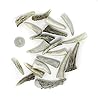 Natural Dakota Deer Antler Crafting Points (Jewelry, Home Décor, Crafts) Antler Tips, Tines, Points (1"-3") #1