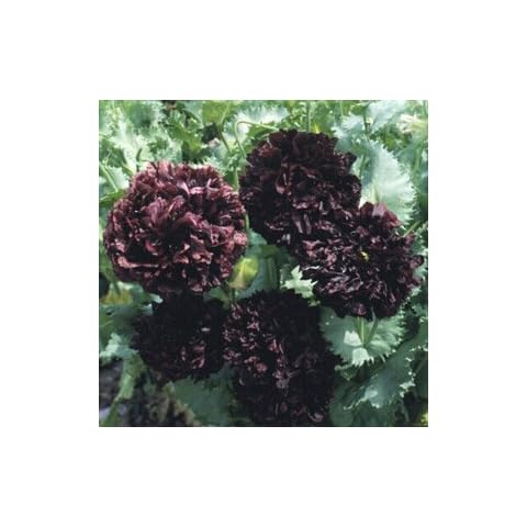 Grow Your Secret Garden Black Peony Poppy Seeds Cover