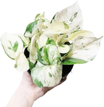 Potho Marble Planta Natural para un Ambiente Armonioso