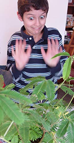 Zombie Plant Party Favors (2) Plays Dead When Touched! Includes Soil, Seeds & Mini Flower Pot. Supplies For Zombie Themed Birthday. Plant It As A Party Activity! #TOP5