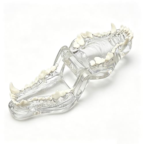 Image of Canine Dental Dog TransparentTeeth Model Pet Clinic Anatomical Tooth Jaw for Veterinary Education Decoration Demo (Clear Dog Tooth Model)