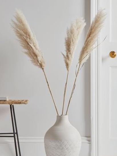 XTORE Dried 3 Pcs Off- White Pampas Grass for Home Decoration (Pack of 3, Off-White) | Imported Best in Class pampass Grass from Argentina-image-15