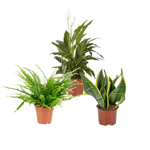 Trio de Plantas Dulces Sueños DECOALIVE: Helecho, Spathiphyllum y Sansevieria Plantas para Dormir Mejor