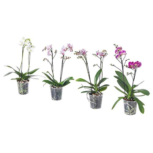 Multi-Flora 2 Stems, Potted Plant, Orchid, 9 cm + A Free Pen (5)