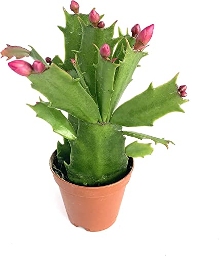 Cactus Natural - Schlumbergera - Cactus de la Navidad - Flores de Colores - Planta de Interior y Exterior
