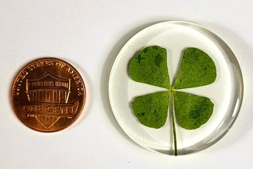 Image of 33mm Real Four Leaf Clover Shamrock in Round Crystal Clear Lucite Resin Token Specimen St.Patrick's Day inchLucky Leaf inch Coin Gift Crafts Collection for Botany Science Education & Desk Ornament Display