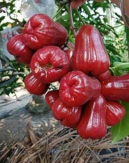 Exotic Fruit Nursery Sweet Dalhari Chamba Water Apple Live Plant, Delicious Wax Apple For Home Gardening 'Ready To Fruitng" Dwarf & Hybrid Variety Suaitable For Indian Climate-image-37