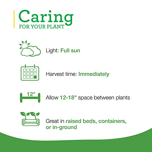 Bonnie Plants Lavender Live Edible Aromatic Herb Plant - 4 Pack, 12 - 14 in. Tall Plant, Baking, Teas, Sugars, Jellies