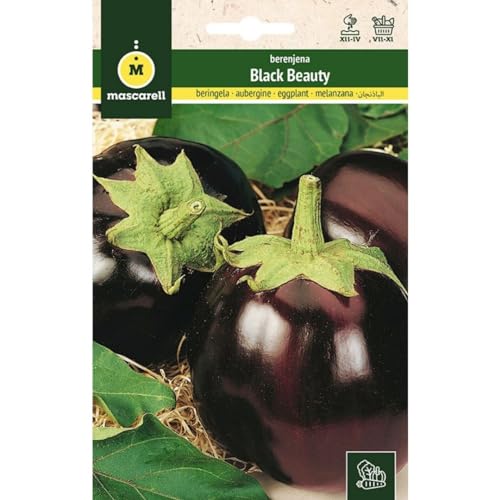 Mascarell Semillas, BERENJENA, Semillas Huerto, BERENJENA BLACK BEAUTY, Crea tu Propio Huerto Urbano y Cultivo en Casa, Plantas Hortícolas, 3 Gramos
