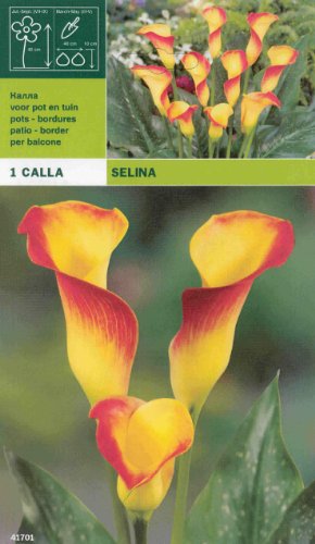 Bulbi primaverili gladioli cote' d'azur confezione...