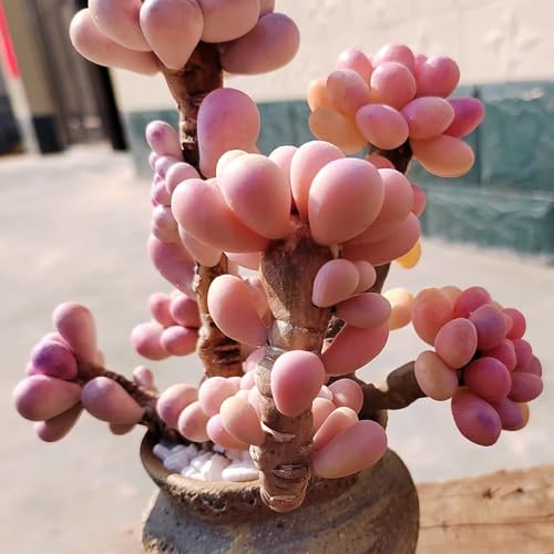 sukkulentensamen kaufen, succulent winterharte wild balkon mehrjährig 40pcs