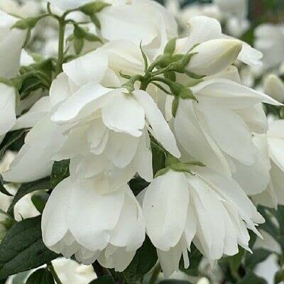 Philadelphus Virginal Double Bloom Mock Orange Plant - 15-25cm in Height (2 Plants)