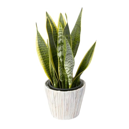 bloomee(u[~[) TXxA ϗtA (6 oXPbg Jo[ t) { ^ p  (^Abv C )  CeA 傫 (Mtg v[g j) S҂łĂ₷