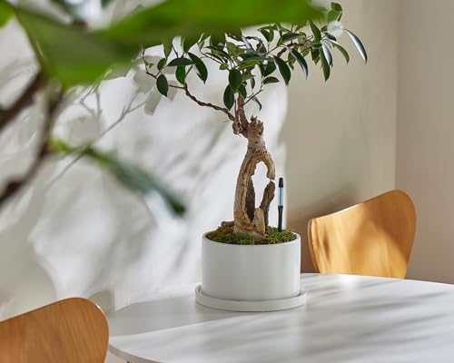 SUSTEE Gießanzeiger (2er-Set) - SAGT Ihnen Wann zu Gießen - Funktioniert für alle Pflanzen und Böden - Einfach, Batteriefrei - Hergestellt in Japan (Schwarz, Mittel)