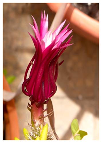 TROPICA-Kakteen-Sgezahn-Kaktus (Epiphyllum phyllocactus anguliger) - 20  Samen : Amazon.de: Garten