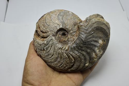 Image of Ammonite Fossil Fossils Fossils from Morocco Fossil Rock Ammonites Fossil A300