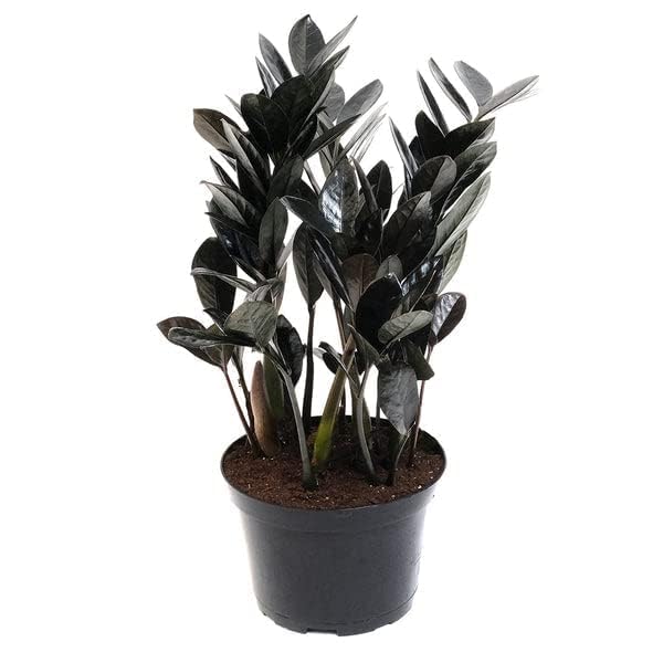 Black Zz Indoor Plants For Living Room 4 Inch Plants | Air Purifier Plants | Plants For Home Decor