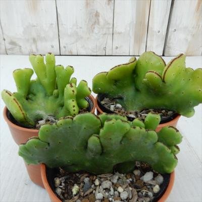 綴化 ユーフォルビア」の人気商品一覧 | 安い商品を通販サイトから探す