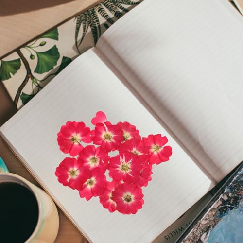 Flores Secas Rojas Prensadas 12pcs para Manualidades miniatura 5