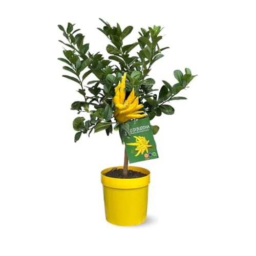 Attitude Jardin - Main de bouddha - citrus medica var. sarcodactylis - agrume méditerranéen - arbre fruitier - 75-85 cm - ⌀ 22 cm