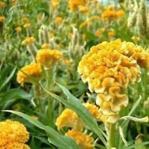 Semillas De Celosia Cristata Enana 'Jessica' – Peine De Gallo Colores Mezclados (120 Semillas)