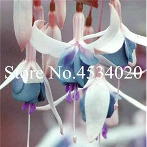 Seeds. 50 Pieces Multicolored Petals Fuchsia Bonsai in Garden Flower vase Plants Wallpapers Fuchsia Indoor Plants Decor Bonsai: 10: Only seeds