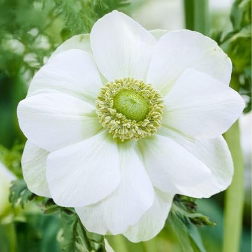 10 bulbes de Anemone coronaria 'The Bride' | Circonférence 7/8 cm | Bulbes provenant des meilleurs producteurs néerlandais | Sélection exclusive et contrôle qualité | Floraison garantie.