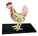 THj Pollo Modello anatomico Staccabile Eccellente assemblaggio Giocattolo Genitore Figlio Giocattolo interattivo Migliora Le Mani