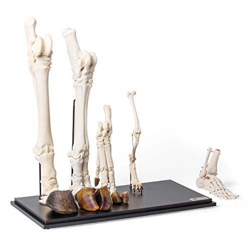 Image of 3B Scientific GmbH T300241 Comparison of Mammals Hind Limbs