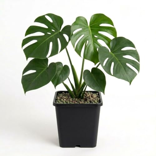 Image of Original Monstera Deliciosa Live Plant with Grow Bag & Pot | Air Purifying Tropical Indoor Houseplant | Large Leaf Evergreen Foliage Plant for Home Office Living Room Indoor Garden Decor | Pack of 1