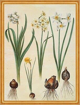 Narcissus tazetta, Narcissus orientalis Gobelet en bois Motif fleurs de jonquilles B A2 02574