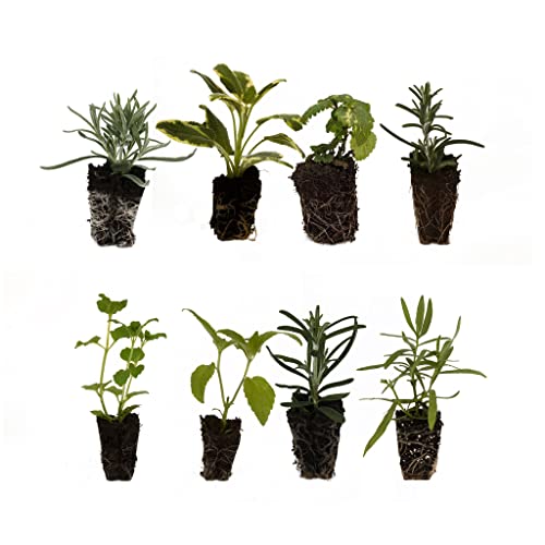 8 Garden herb Plug Plants. Mixed Collection of herb Plants Ideal for a herb Planter herb Garden or Indoor herb Plant pots. All Individually Labelled. Grow Your own herb Garden.