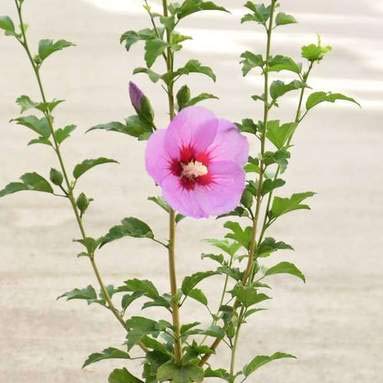 BHAJANLAL GREENERY® Live Gudhal/Hibiscus Flower Plant With Pot - Beautiful Decorative Outdoor (PURPLE FLOWER PLANT) (B08QDQYPZR) Amazon Price History, Amazon Price Tracker