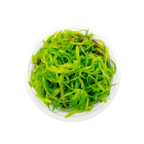 SubstrateSource Heteranthera zosterifolia Aquarium Plant