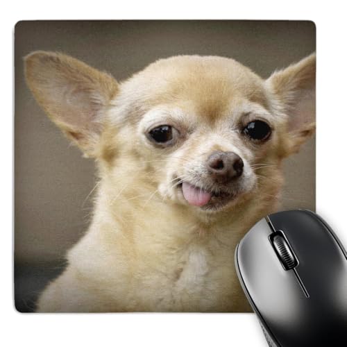 3dRose LLC 8 x 8 x 0.25 Inches Mouse Pad, Toothless Chihuahua Dog Santa Fe New Mexico Julien McRoberts (mp_92682_1)